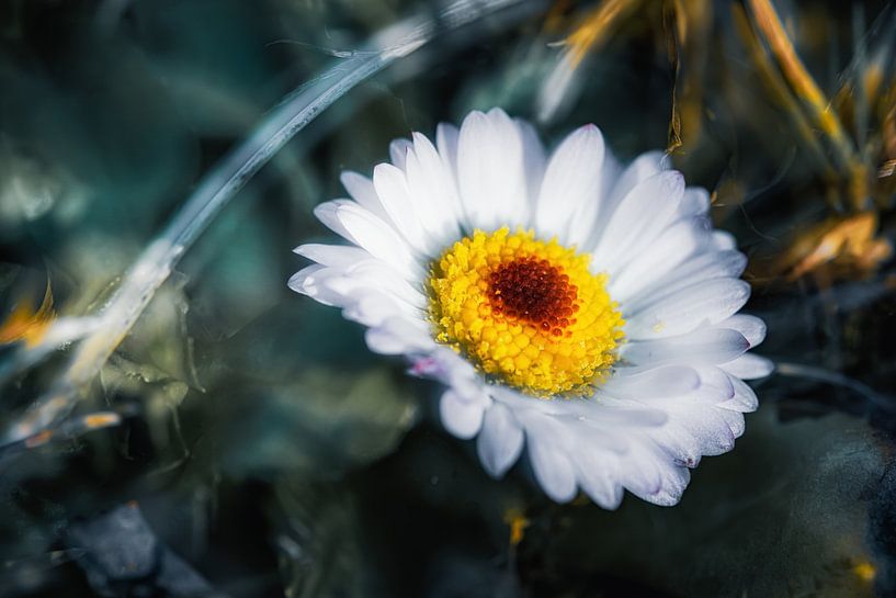Gänseblümchen träumt vom Frühling von Nicc Koch