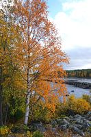 Birch tree on a shore in sweden's wilderness