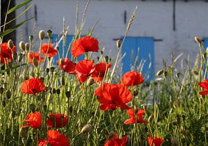 Mohn von Yvonne Blokland