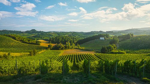 Wijngaarden op het platteland van San Gimignano