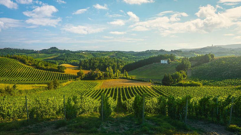 Weinberge in der Landschaft von San Gimignano von Stefano Orazzini