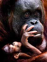 Orangutan