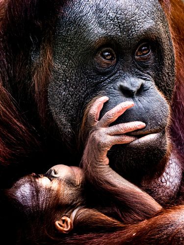 Orang Oetan