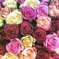 Rozen als symbool voor liefde en vriendschap