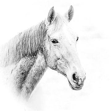 Portret van een wit paard tegen een witte achtergrond (kunst) van Art by Jeronimo