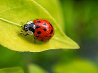 Lieveheersbeestje op fris groen blad