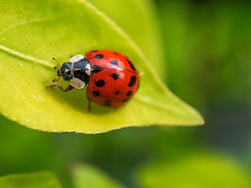 Ladybug on fresh green leaf by Stephaniek Putman