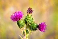 Distel