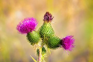 Distel van Rudi Everaert