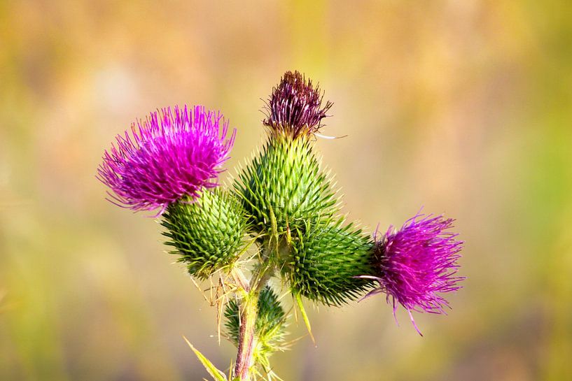 Distel van Rudi Everaert