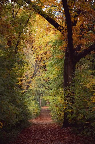 Herfst pad