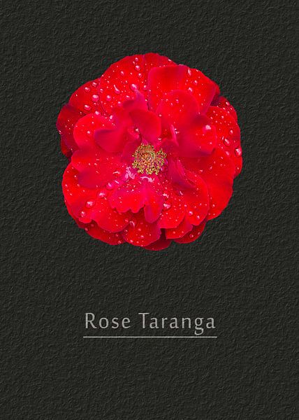 Rose Taranga von Leopold Brix