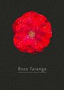 Rose Taranga von Leopold Brix Miniaturansicht
