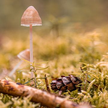 Kleiner Pilz im Moos von Dafne Vos
