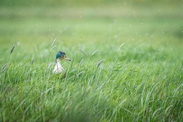 Eend in de regen van Eva Fontijn