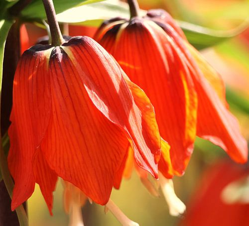 Splendeur orange : un triptyque issu du terroir néerlandais (2e partie)