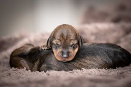 Newborn puppies's during a Newborn Puppy Photo Shoot by Jolien Berntsen