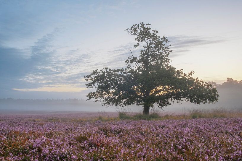 Oak tree surrounded by blooming Heather plants during sunrise by Sjoerd van der Wal Photography