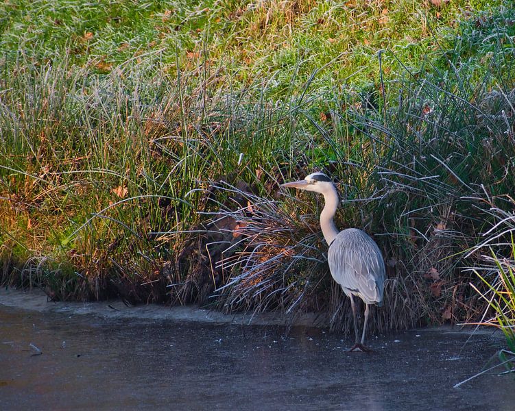 Heron on frozen ditch by Miny'S