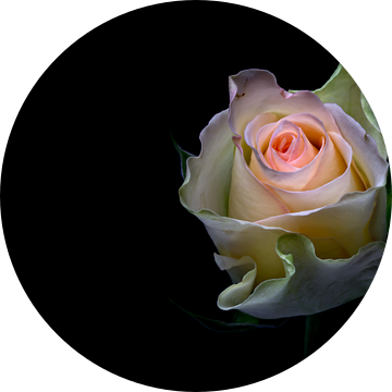 Shining beauty.... (bloem, roos, lente, liefde) van Bob Daalder