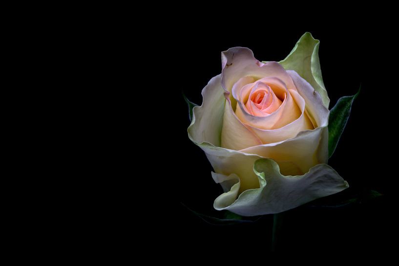 Shining beauty.... (bloem, roos, lente, liefde) von Bob Daalder
