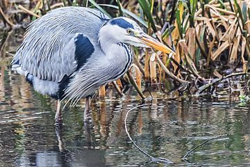 Catch of the day / Fishing grey heron by Art by Jeronimo