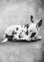 Dierenwereld - Ezel