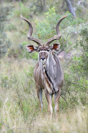 Wunderschönes Porträt eines männlichen Kudu in der afrikanischen Natur von Chi