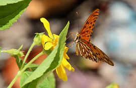 butterfly by Bert Weber