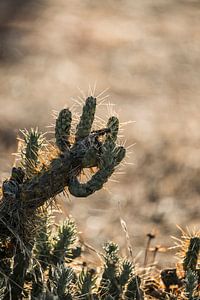 Épine de cactus éclairée par la lumière du soleil doré
