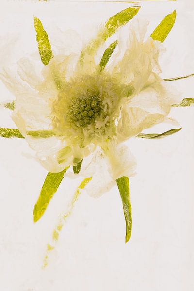 Cosmea in ijs 1 van Marc Heiligenstein
