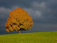 Herbstlicher Baum vor Gewitterstimmung