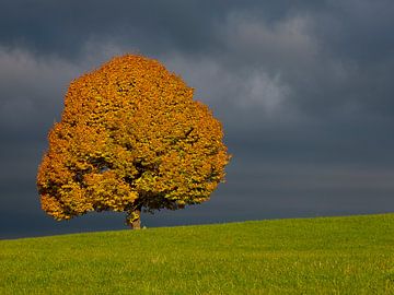 Herfstboom voor onweersbuienatmosfeer