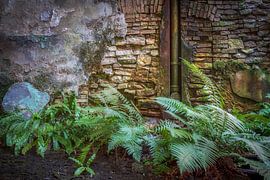 Nature takes over van Frans Nijland