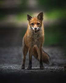 Vos met prooi van Wennekes Photography