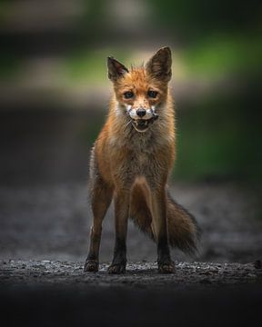 Fox with prey by Wennekes Photography