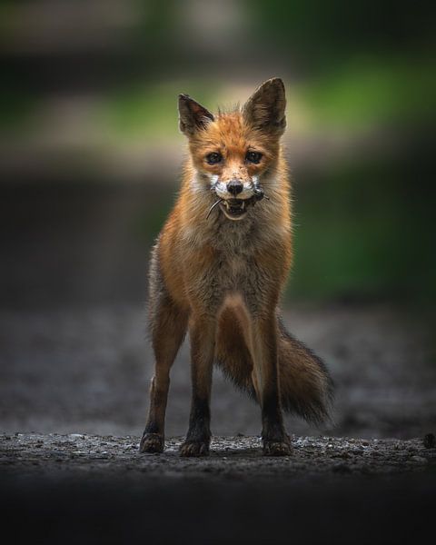 Fuchs mit Beute von Wennekes Photography