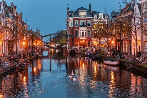 Leiden - Schwäne auf dem alten Rhein vor der Kirchenbrücke (0088)