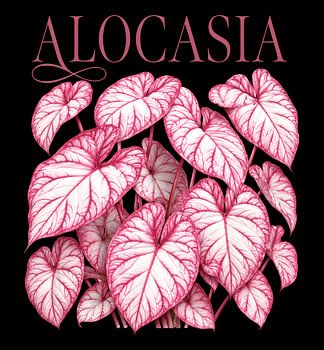 alocasia