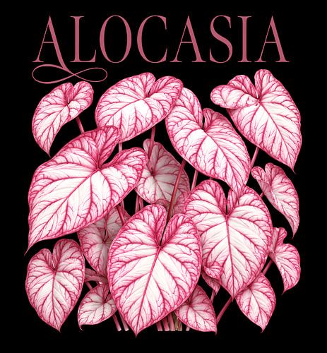 alocasia