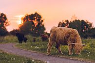 Schotse hooglander tijdens zonsondergang van MdeJong Fotografie thumbnail