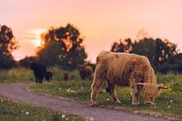 Scottish highlander during sunset