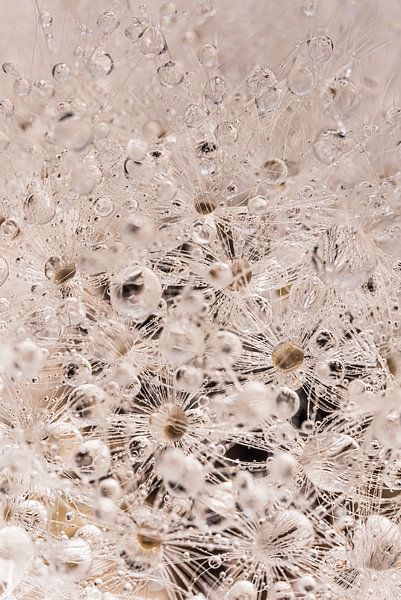 Abstract: Droplets on a fluff ball by Marjolijn van den Berg