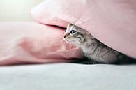 Junge Katze versteckt unter rosafarben Kissen von Christa Thieme-Krus Miniaturansicht