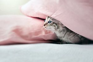 Un chaton curieux se cache sous un oreiller rose 