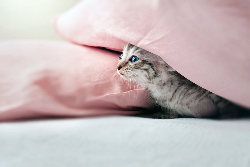 Junge Katze versteckt unter rosafarben Kissen von Christa Thieme-Krus