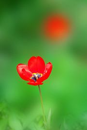 Tulip by Bo Valentino