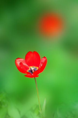 Tulip