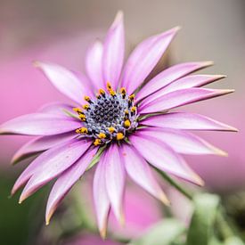 Spanish Daisy by MirjamCornelissen - Fotografie