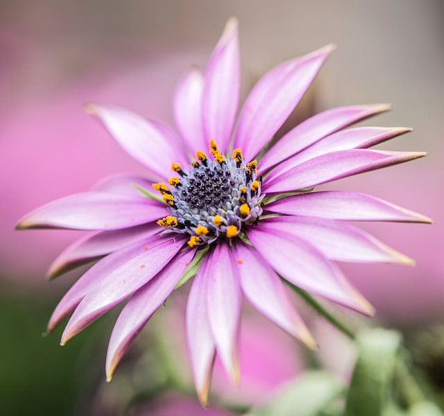 Spaanse Margriet van MirjamCornelissen - Fotografie